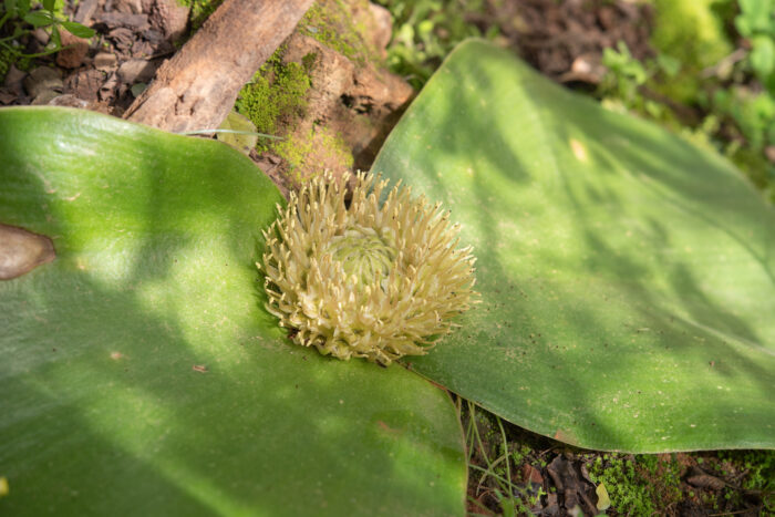 Hedgehog Lily (Massonia depressa)