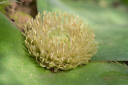 Hedgehog Lily (Massonia depressa)