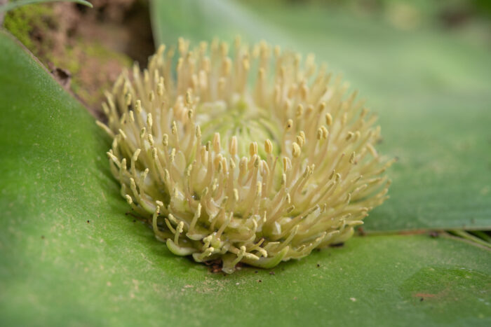 Hedgehog Lily (Massonia depressa)