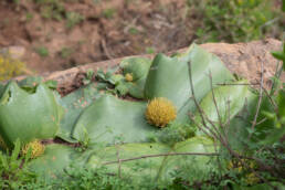 Hedgehog Lily (Massonia depressa)