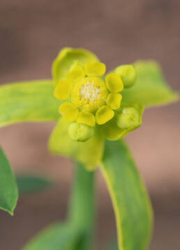 Yellow Milkbush (Euphorbia mauritanica)