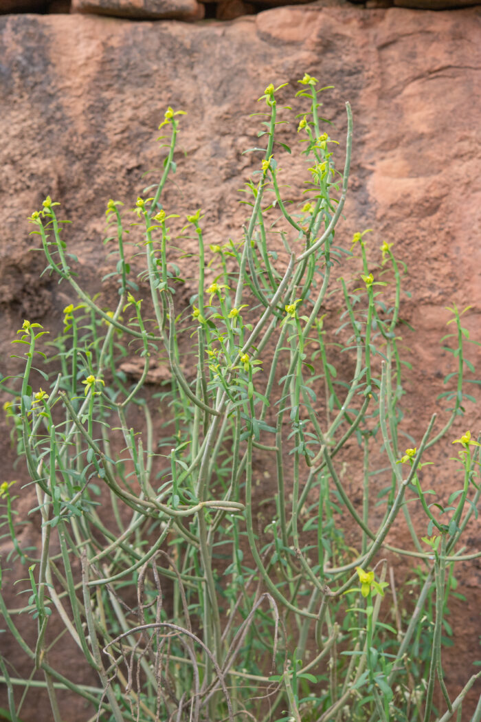 Yellow Milkbush (Euphorbia mauritanica)