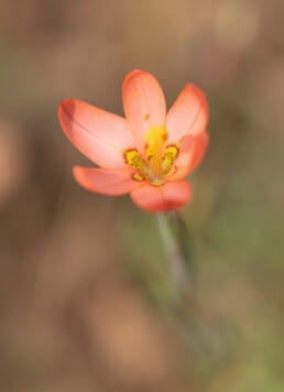 Two-leaved Cape Tulip (Moraea miniata)