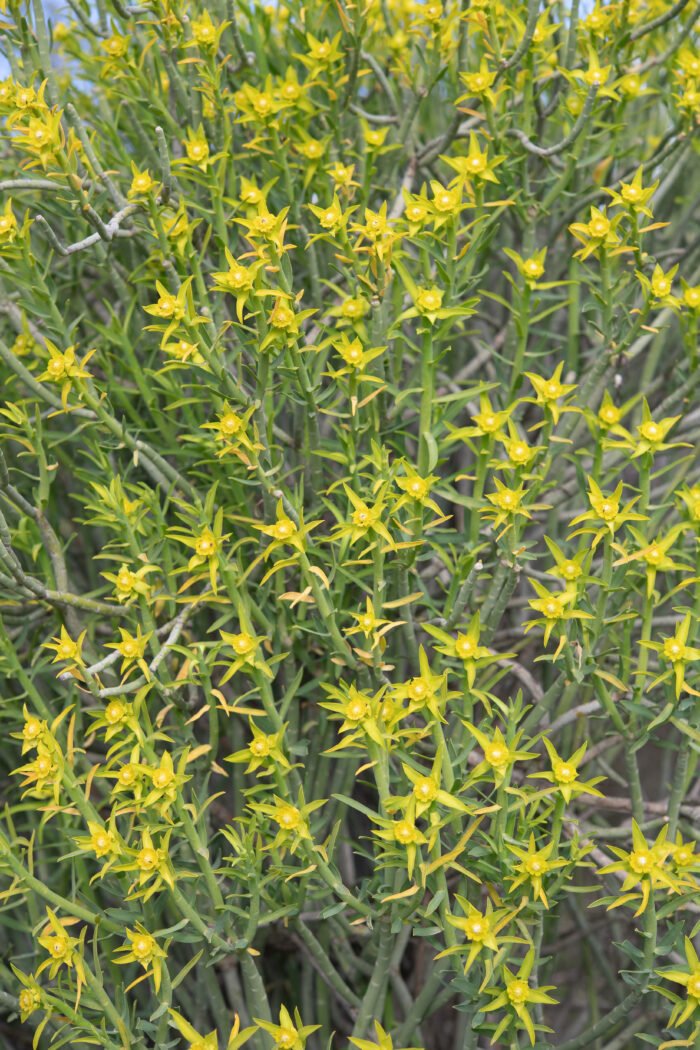 Yellow Milkbush (Euphorbia mauritanica)