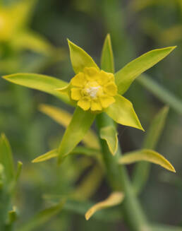 Yellow Milkbush (Euphorbia mauritanica)