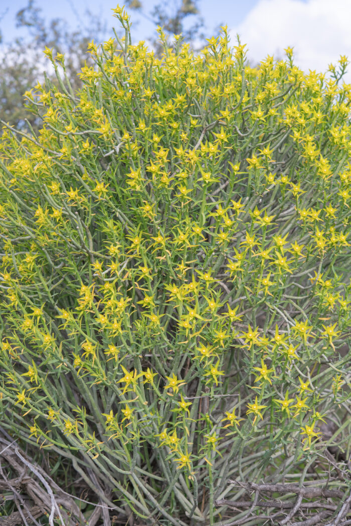 Yellow Milkbush (Euphorbia mauritanica)