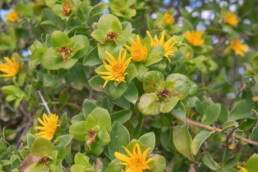 Spiky Saladbush (Didelta spinosa)