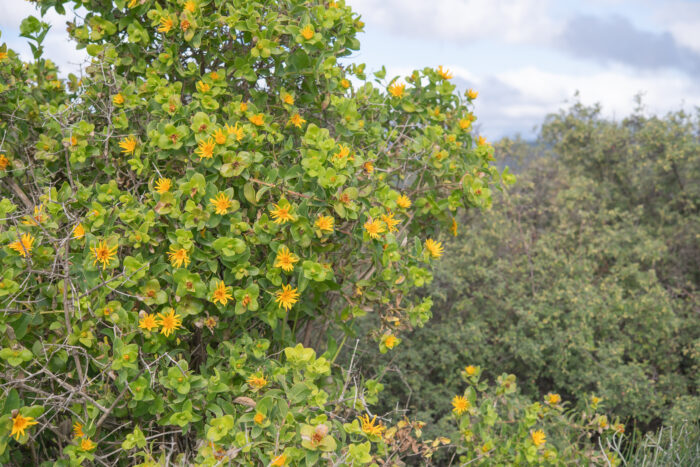 Spiky Saladbush (Didelta spinosa)