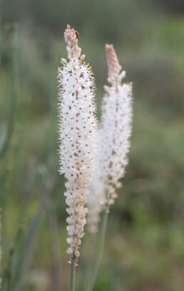 White Catstail (Bulbinella cauda-felis)