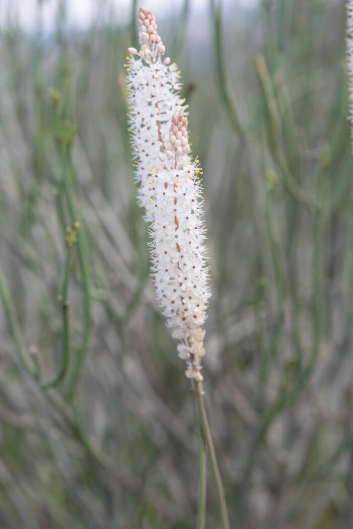 White Catstail (Bulbinella cauda-felis)