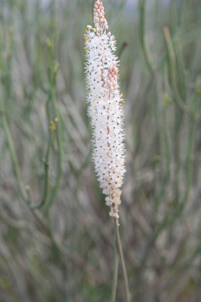 White Catstail (Bulbinella cauda-felis)