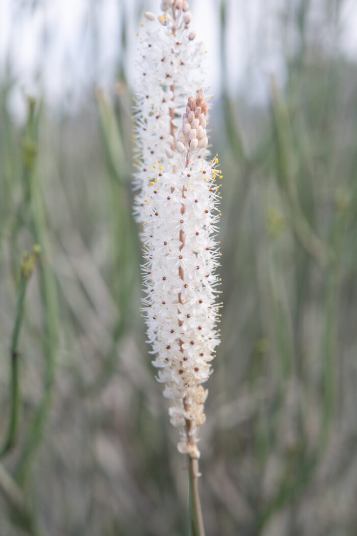 White Catstail (Bulbinella cauda-felis)