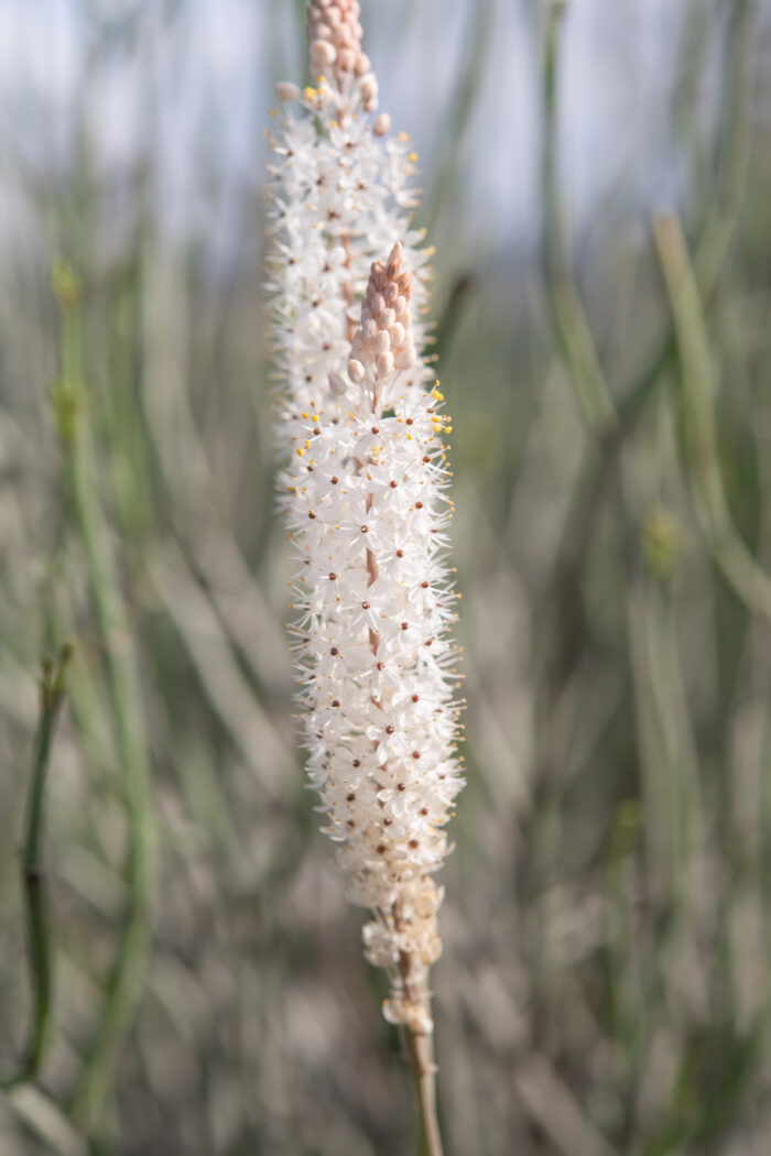 White Catstail (Bulbinella cauda-felis)