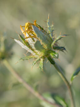 Cape plant (Berkheya)