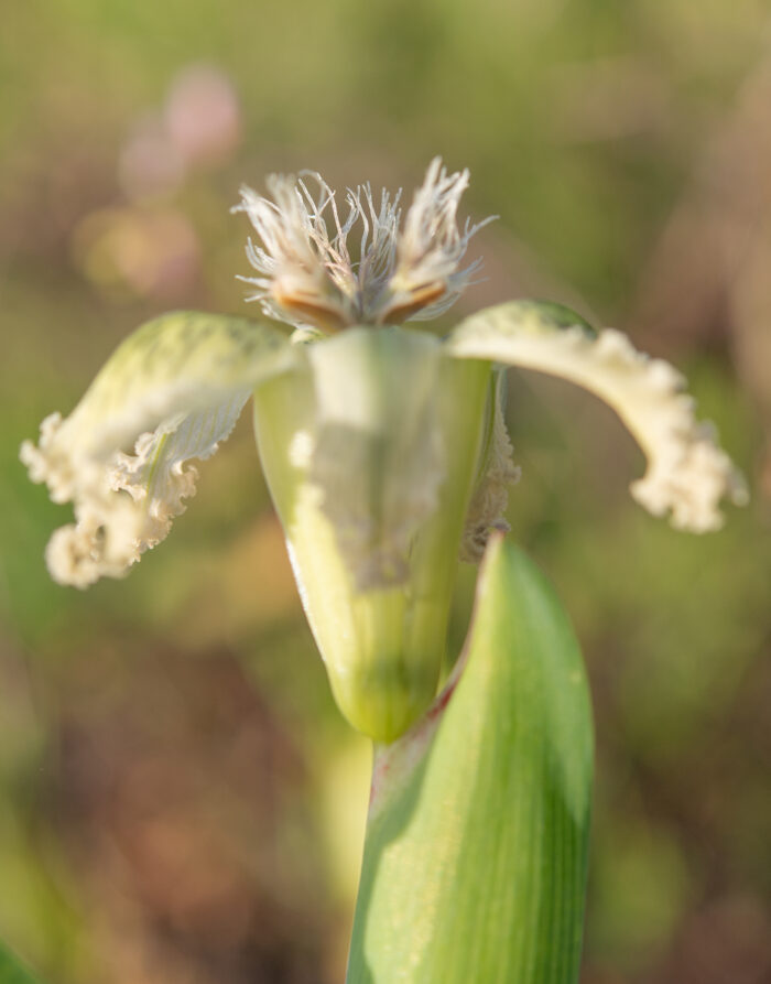 Speckle Spiderlily (Ferraria ferrariola)