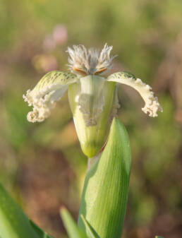 Speckle Spiderlily (Ferraria ferrariola)