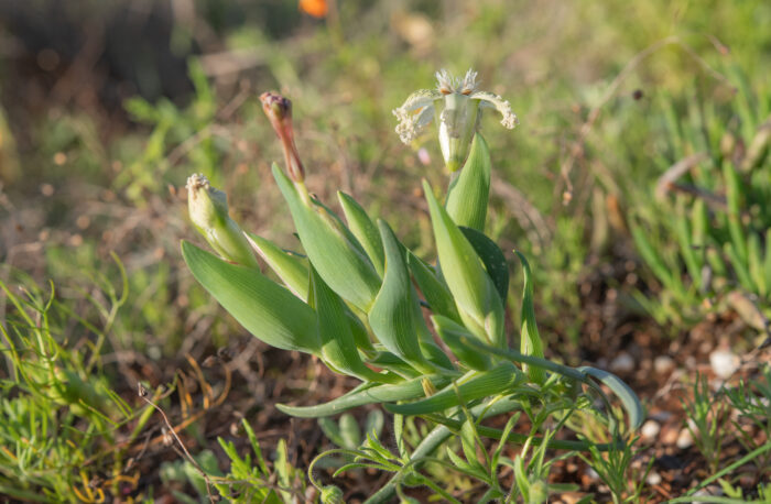 Speckle Spiderlily (Ferraria ferrariola)