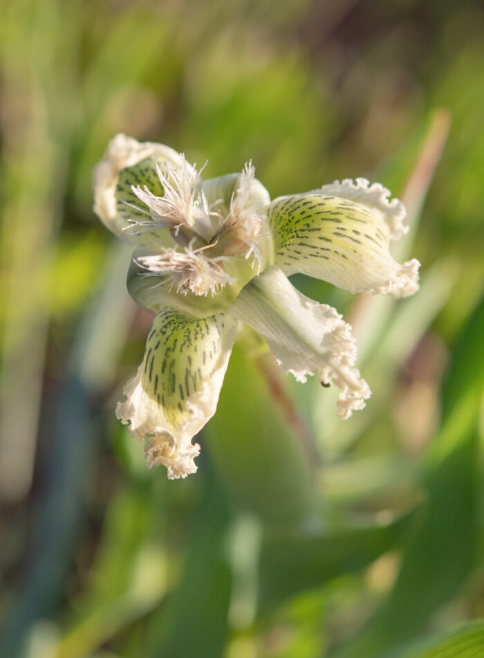 Speckle Spiderlily (Ferraria ferrariola)