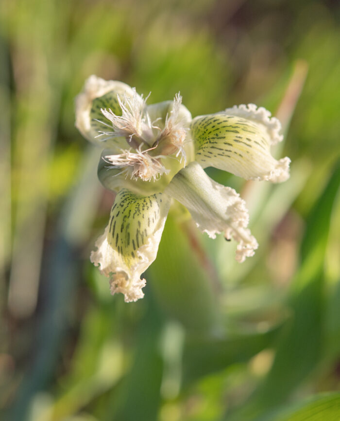 Speckle Spiderlily (Ferraria ferrariola)