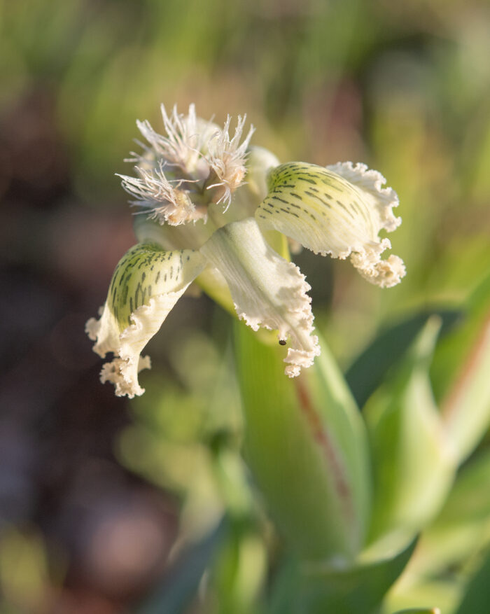 Speckle Spiderlily (Ferraria ferrariola)