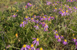 Cape plant (Senecio)