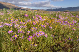 Cape plant (Senecio)