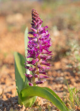 Splendid Viooltjie (Lachenalia splendida)