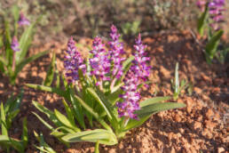 Splendid Viooltjie (Lachenalia splendida)