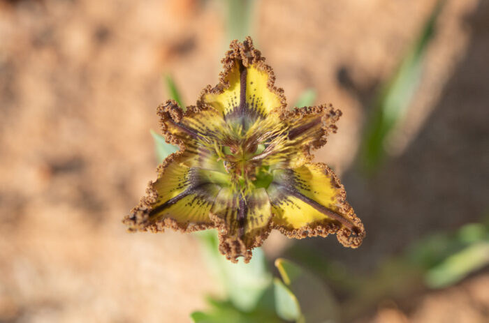 Sheathing Spiderlily (Ferraria variabilis)