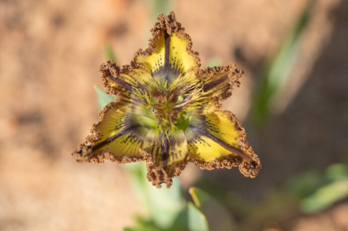 Sheathing Spiderlily (Ferraria variabilis)