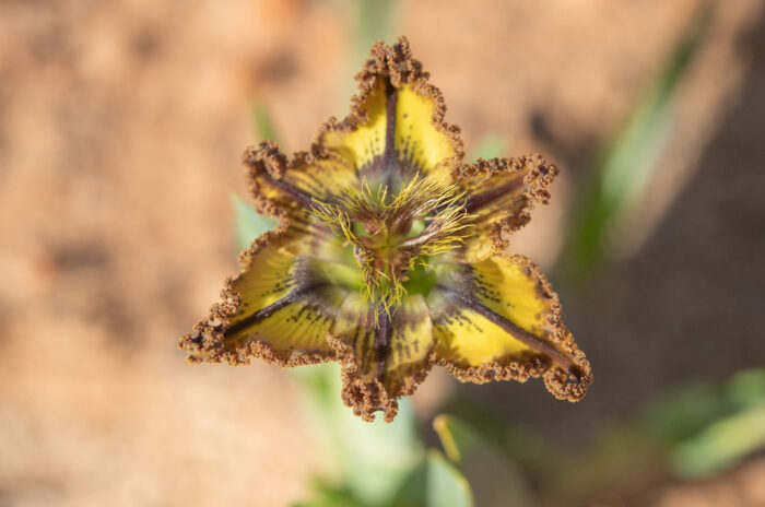 Sheathing Spiderlily (Ferraria variabilis)