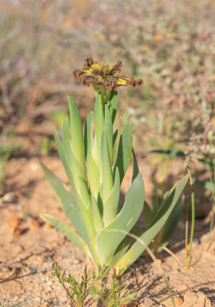 Sheathing Spiderlily (Ferraria variabilis)