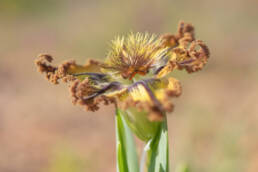 Sheathing Spiderlily (Ferraria variabilis)