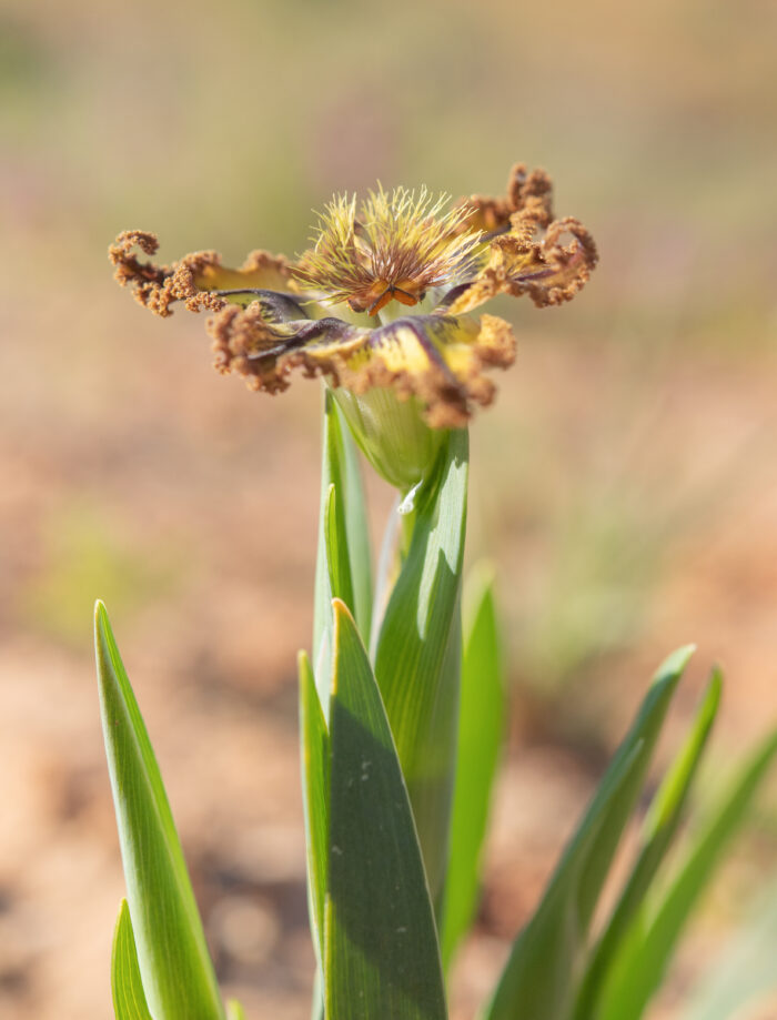 Sheathing Spiderlily (Ferraria variabilis)