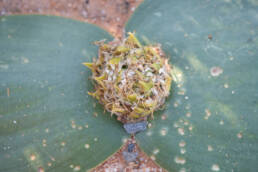 Hedgehog Lily (Massonia depressa)