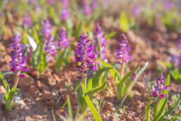 Splendid Viooltjie (Lachenalia splendida)