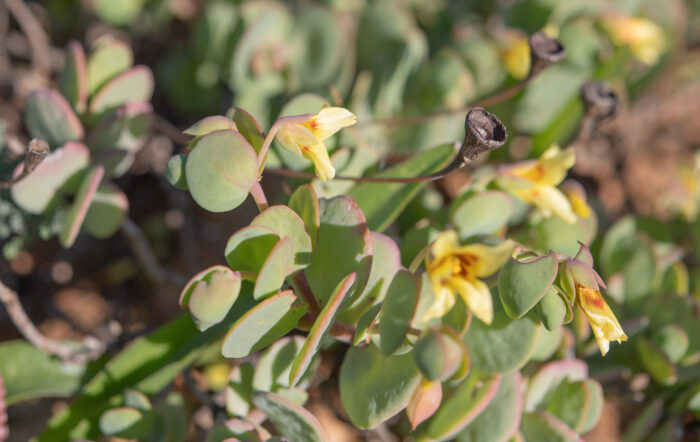 Heart Twinleaf (Roepera cordifolia)