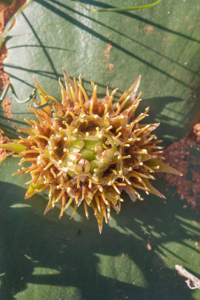 Hedgehog Lily (Massonia depressa)