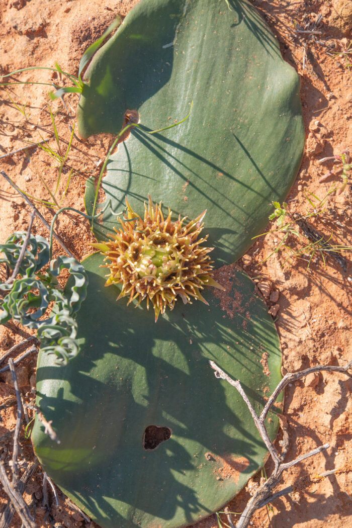 Hedgehog Lily (Massonia depressa)