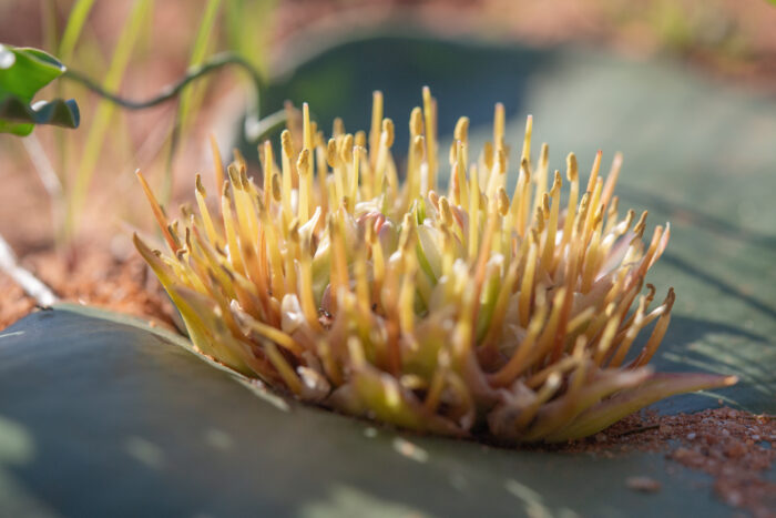 Hedgehog Lily (Massonia depressa)