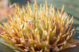 Hedgehog Lily (Massonia depressa)