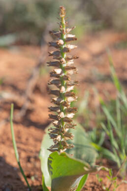 Wavy Viooltjie (Lachenalia undulata)