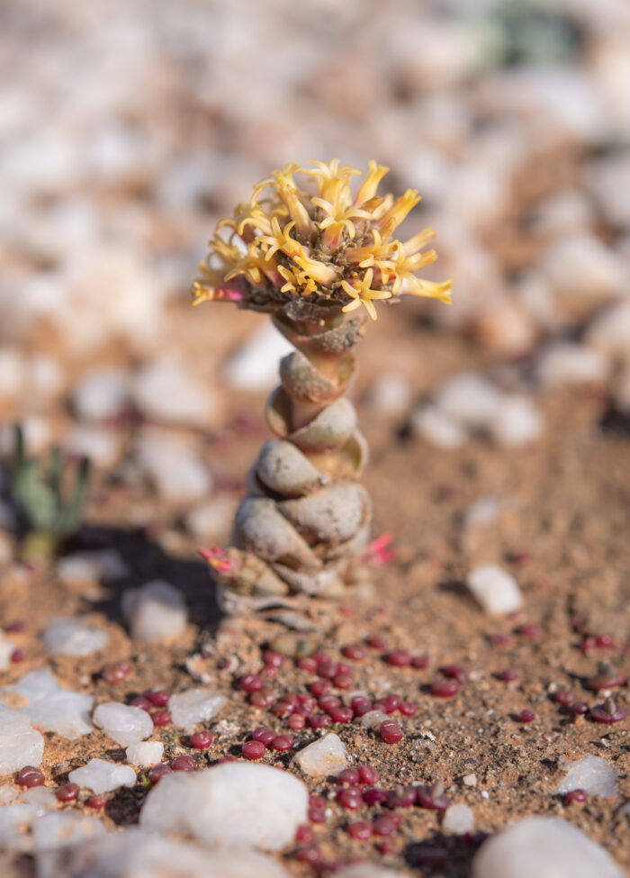 Buddha's Temple (Crassula columnaris)