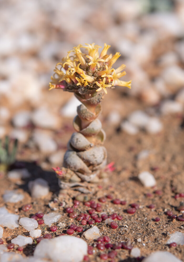 Buddha's Temple (Crassula columnaris)