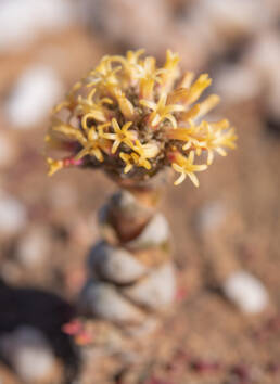 Buddha's Temple (Crassula columnaris)