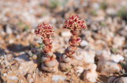 Buddha's Temple (Crassula columnaris)