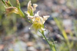 Skull Glad (Gladiolus scullyi)