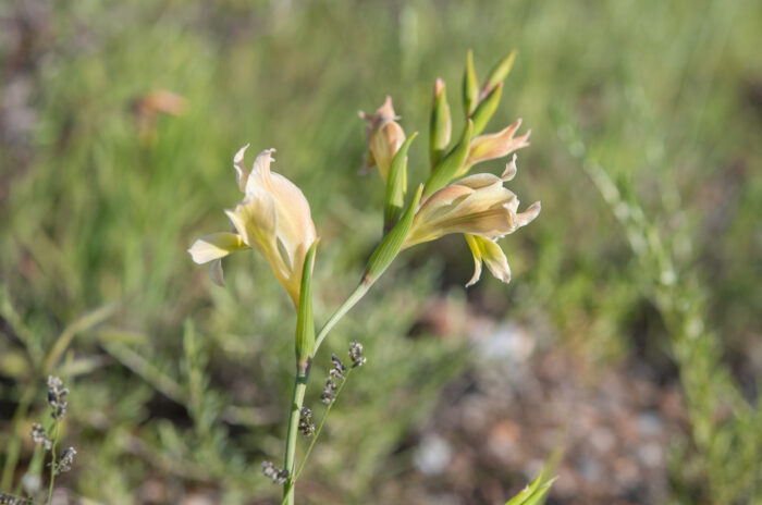 Skull Glad (Gladiolus scullyi)