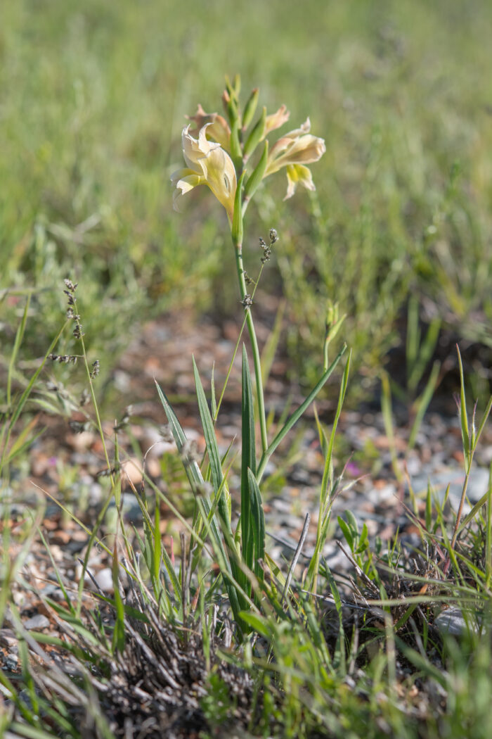 Skull Glad (Gladiolus scullyi)