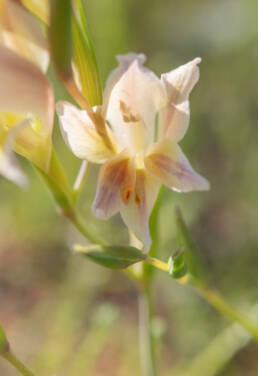 Skull Glad (Gladiolus scullyi)